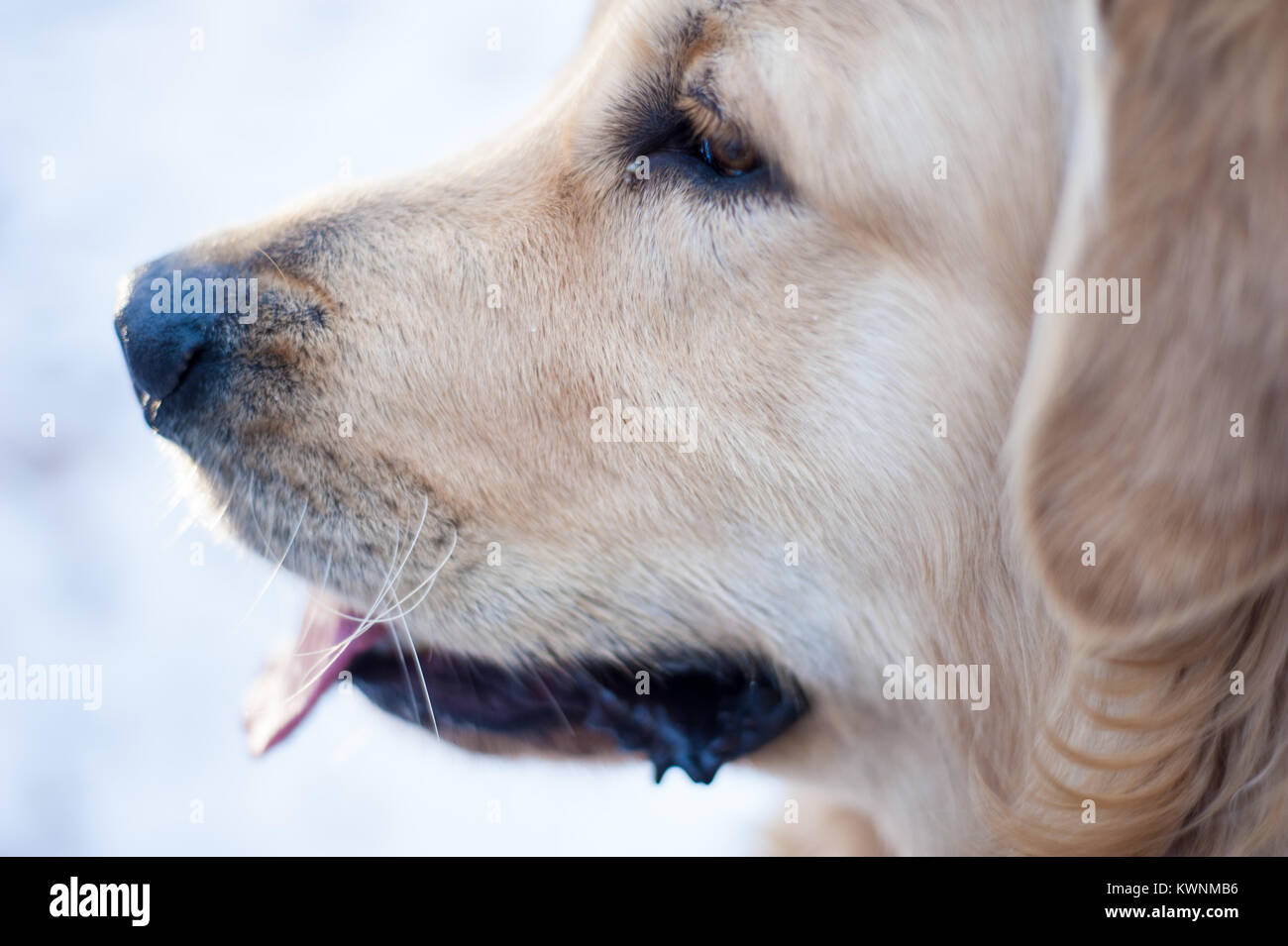 portrait of golden retriever on the side in the snowy forest Stock ...