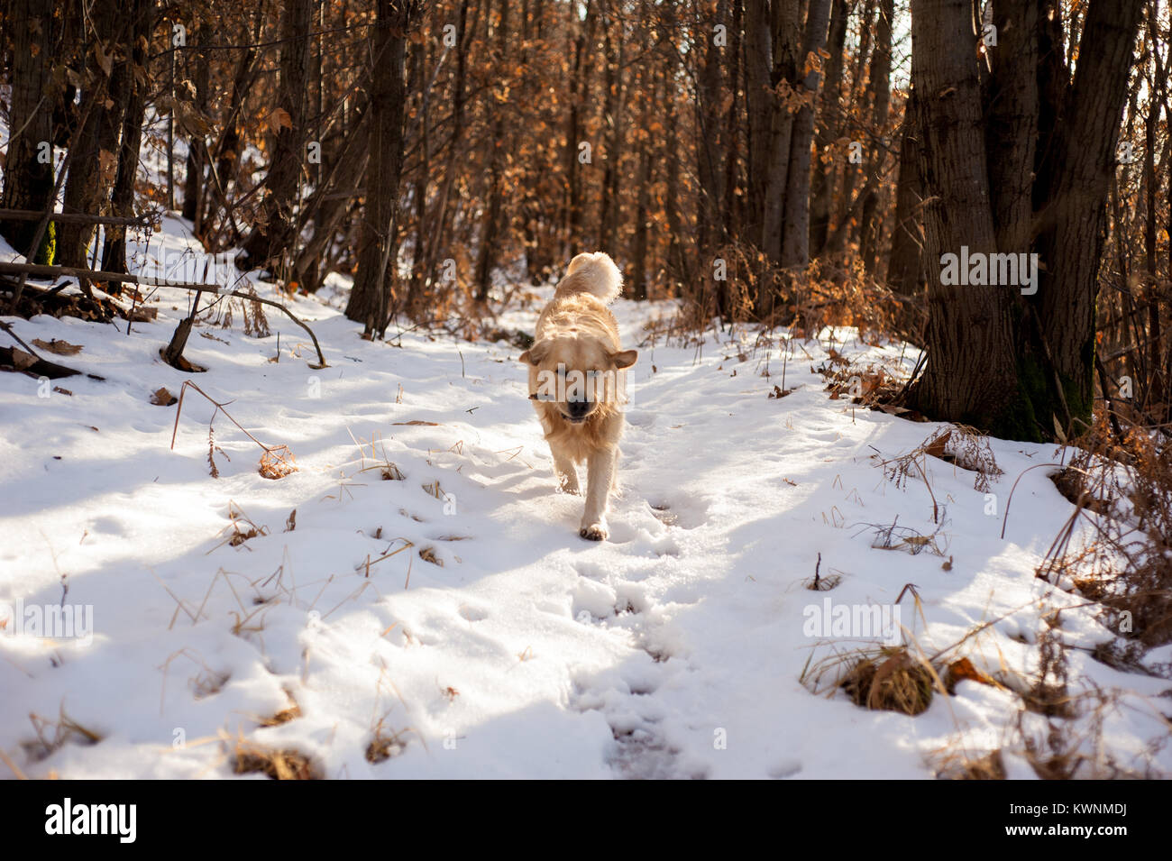 golden retriever in the snowy forest runs and plays happy Stock Photo ...