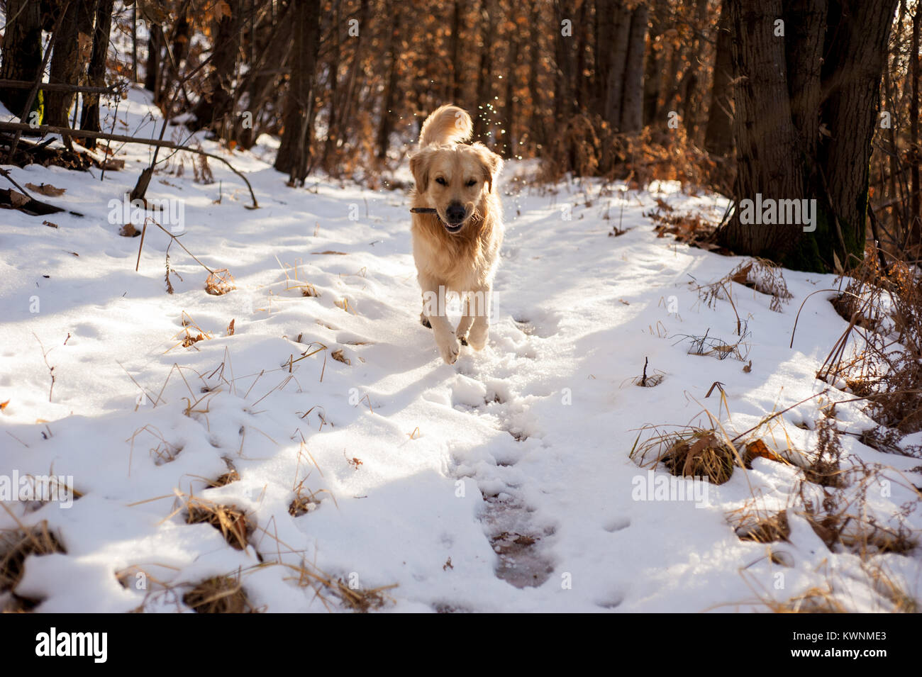 golden retriever in the snowy forest runs and plays happy Stock Photo ...