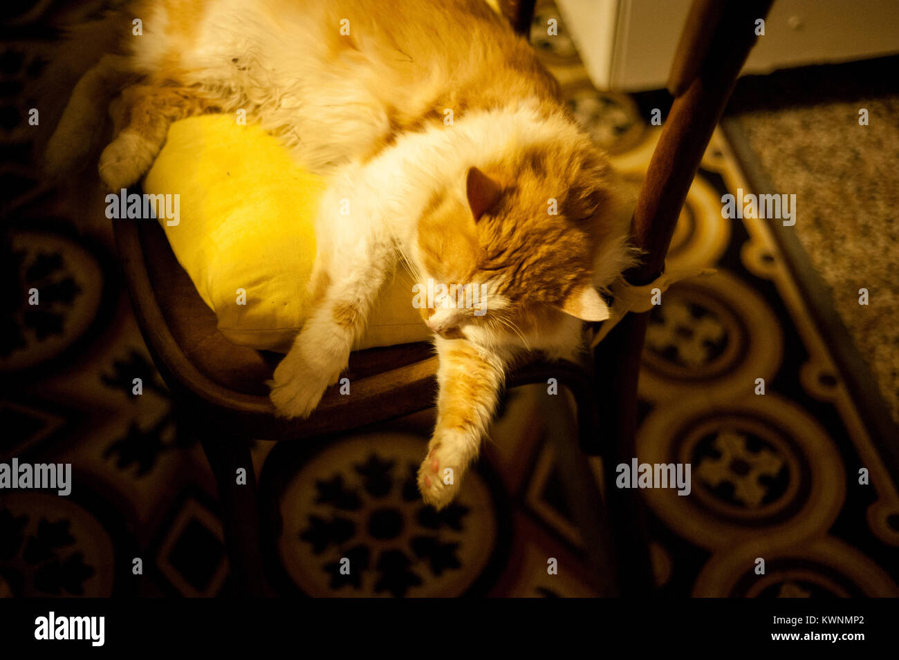 cat sleeps on the chair Stock Photo Alamy