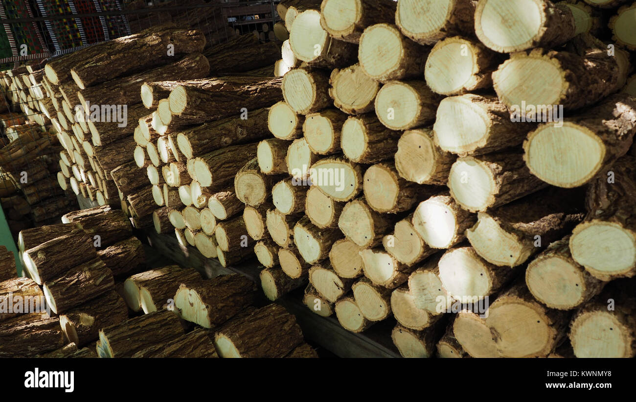 Logging, Annual rings on the cut pine wood. Stock Photo