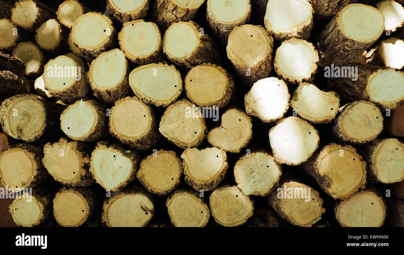 Logging, Annual rings on the cut pine wood. Stock Photo