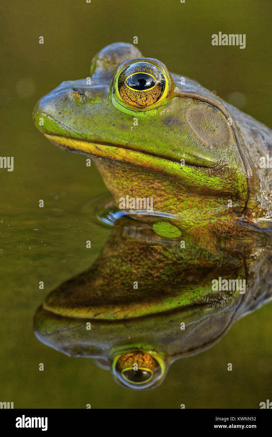 An American Bullfrog and its reflection. Stock Photo