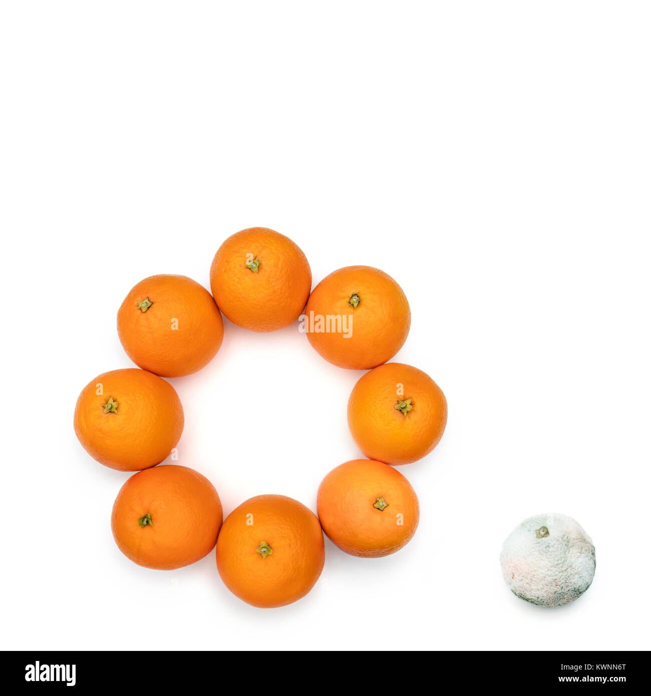 Moldy orange out of the circle of the good ones. Concept for the bad ones out of the good ones. Stock Photo