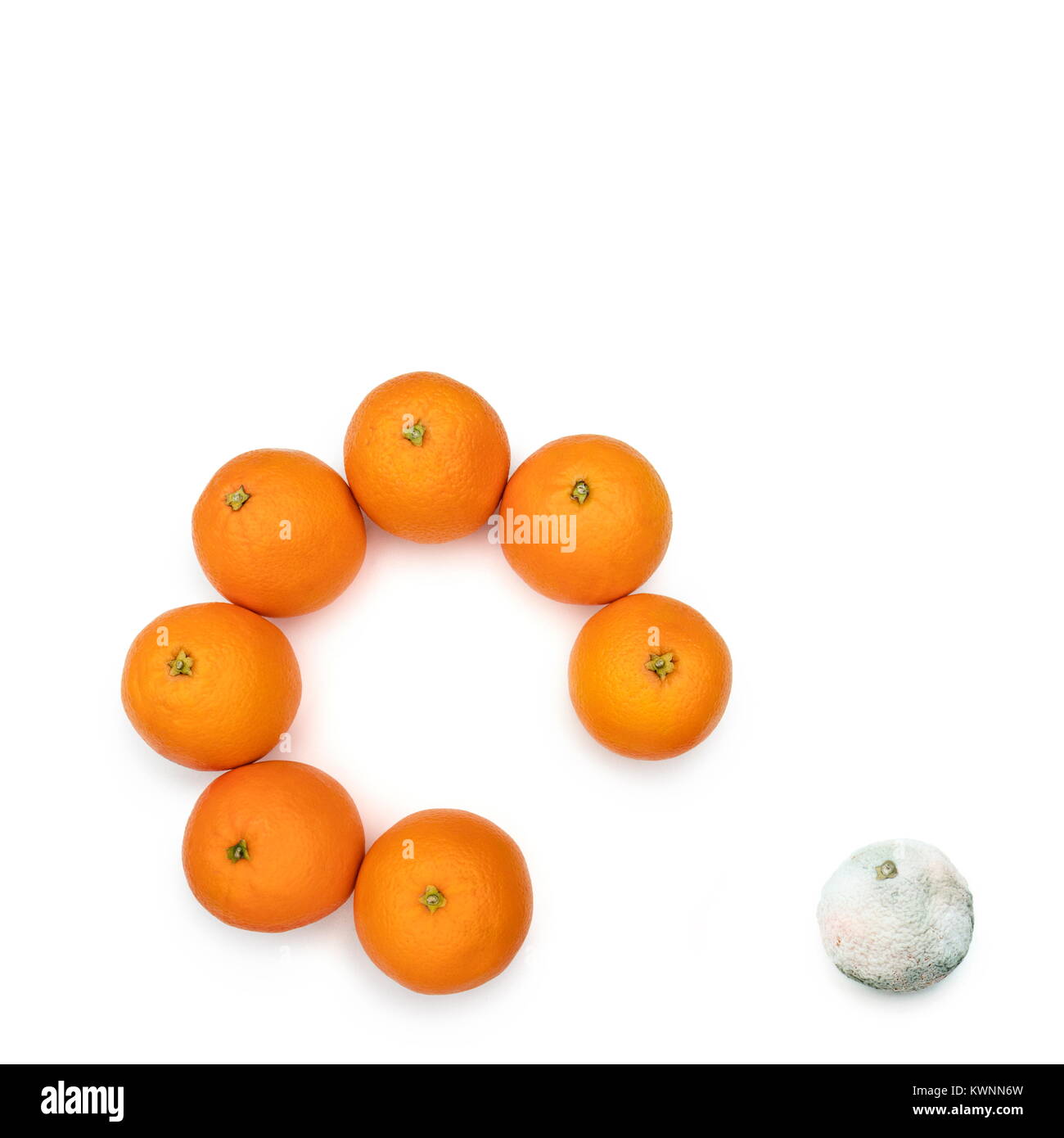 Moldy orange removed from the circle of the good ones. Concept for the bad ones out of the good ones. Stock Photo