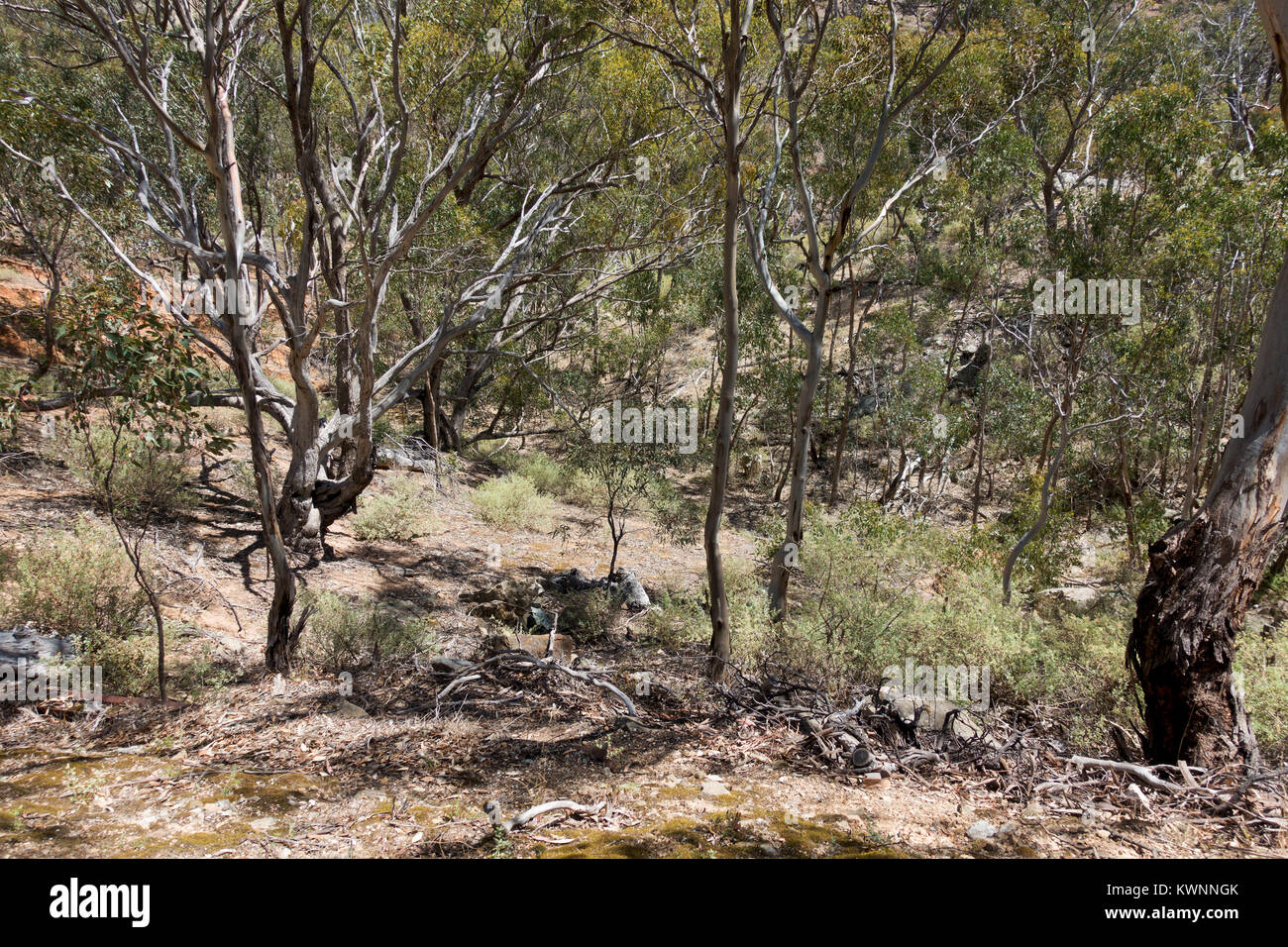 Australian Bushland near Werribee Gorge in Victoria, Australia Stock Photo