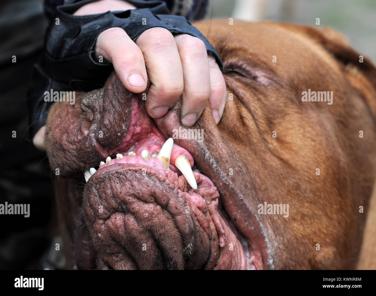 master showing of the jaw of Bordeaux dog , teeth,  outdoors, 1 of 2 Stock Photo