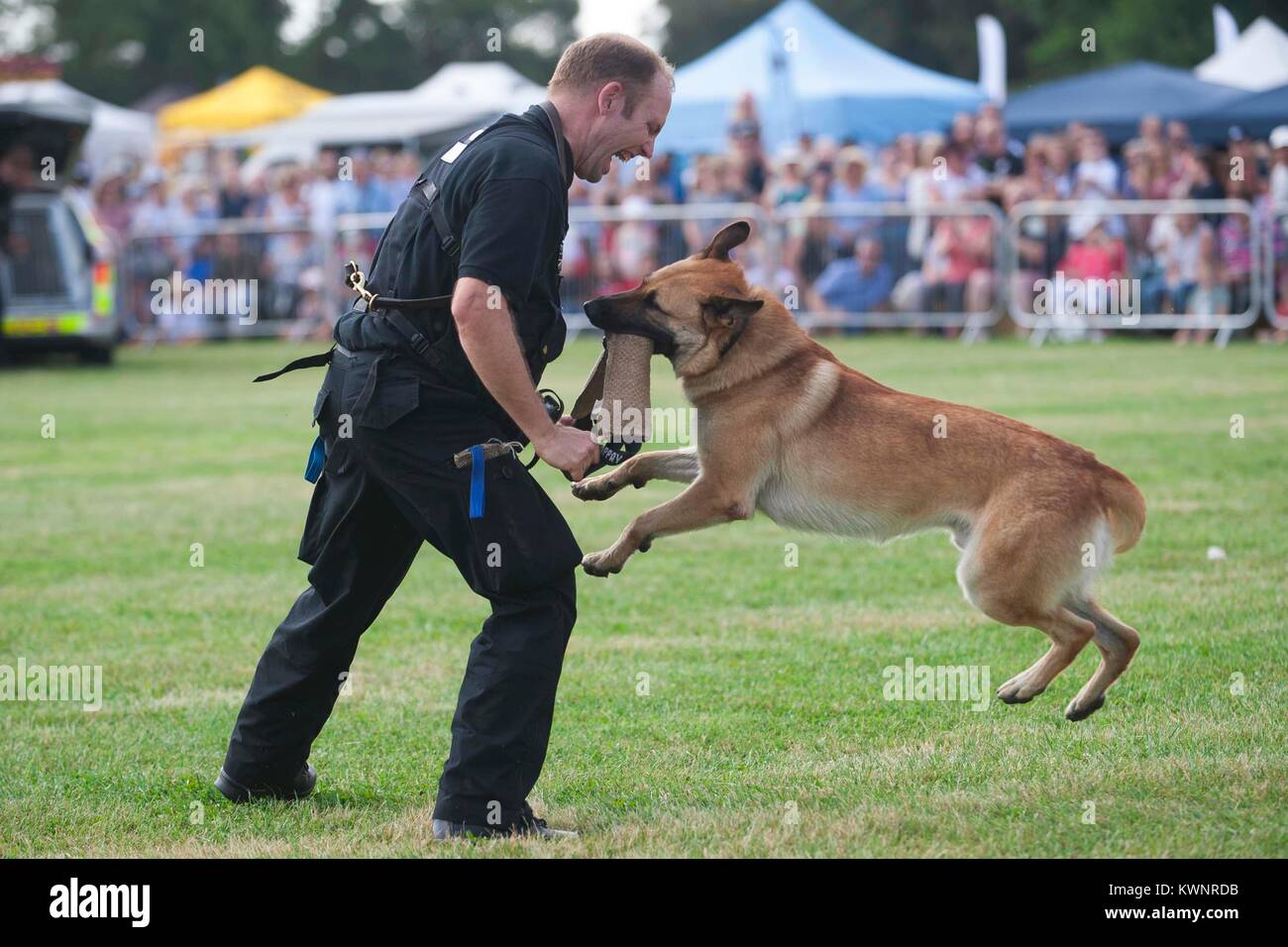 Essex Police Dog Unit Police Dog Demonstration 2017 Essex Dog Day working dogs at Crix Chelmsford Essex Stock Photo