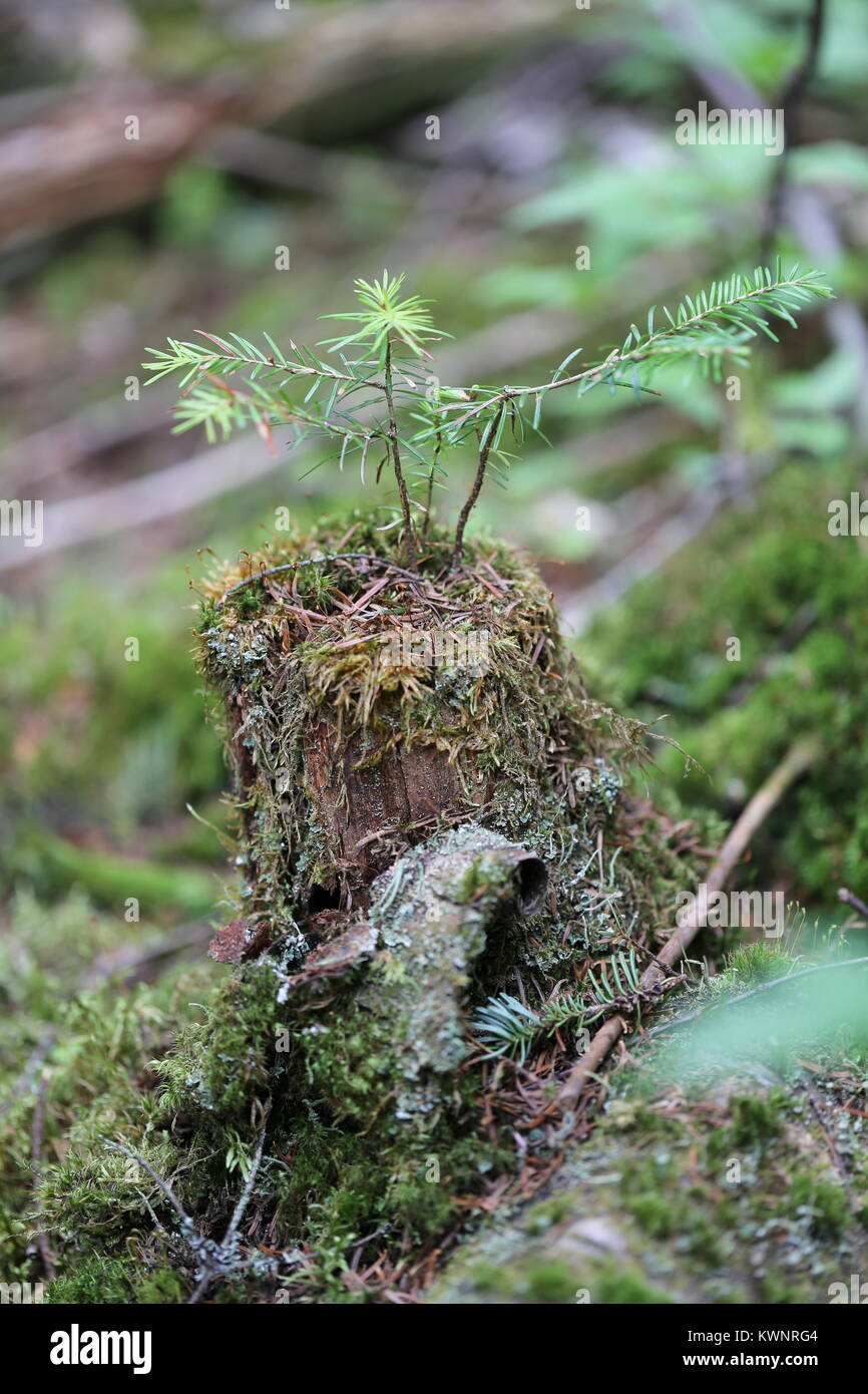 Balsam Fir [Abies balsamea] growing out of small stump. Stock Photo