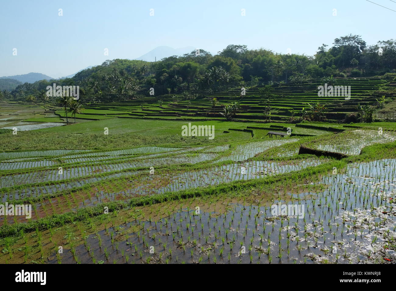 Indonesia in August Weather A Diverse Climate