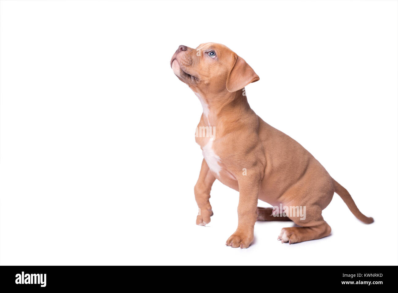 American staffordshire terrier isolated on a white background Stock Photo