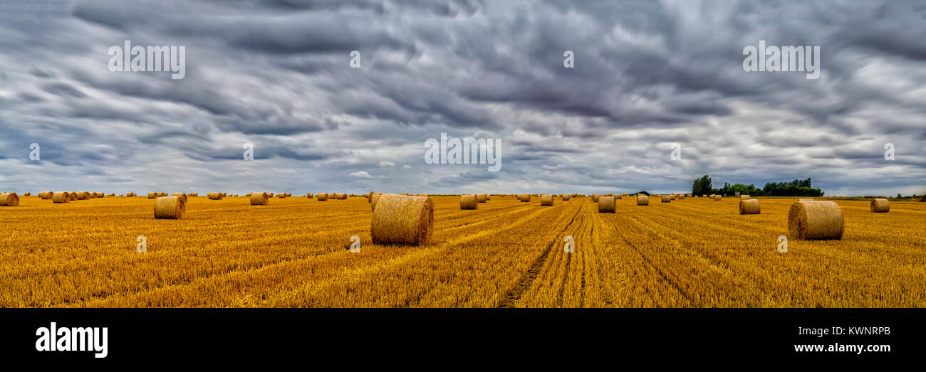 A panorama of a wheat field after the harvest Stock Photo - Alamy