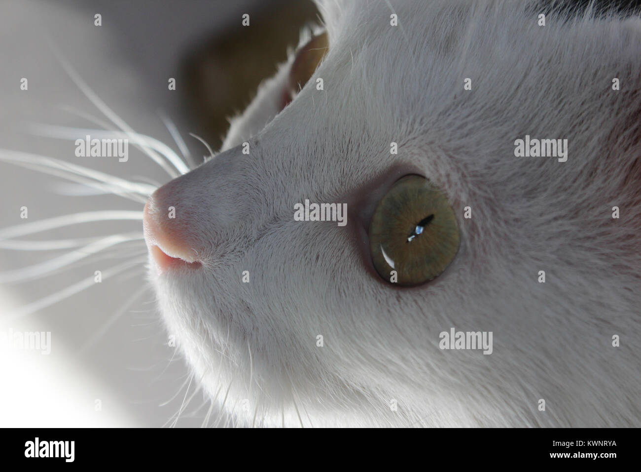 Close up of white cat face Stock Photo - Alamy