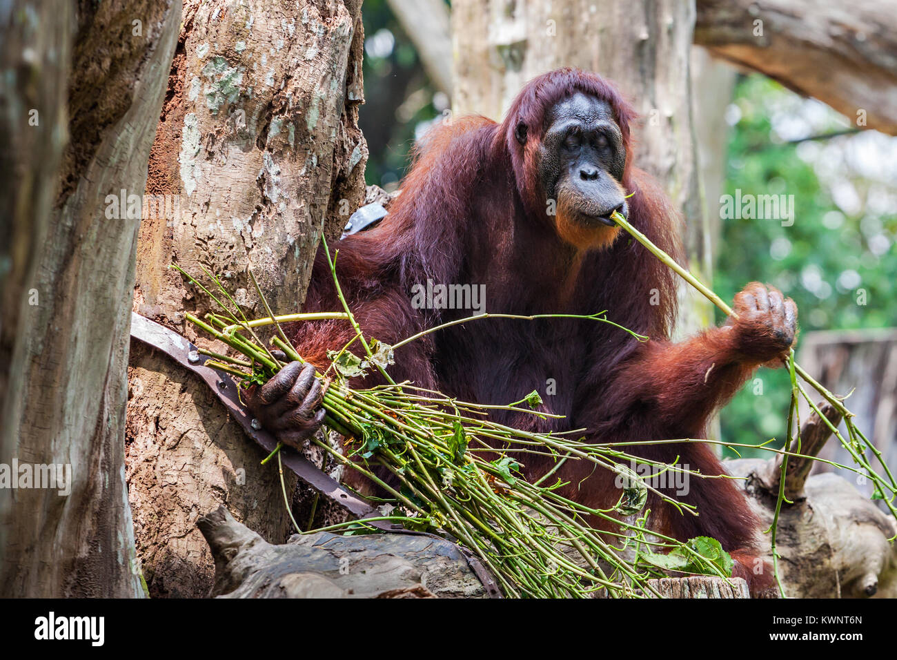 The orangutans are the two exclusively Asian species of extant great apes Stock Photo