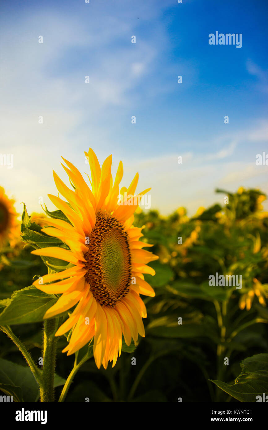 Single sunflower with field background and blue sky Stock Photo