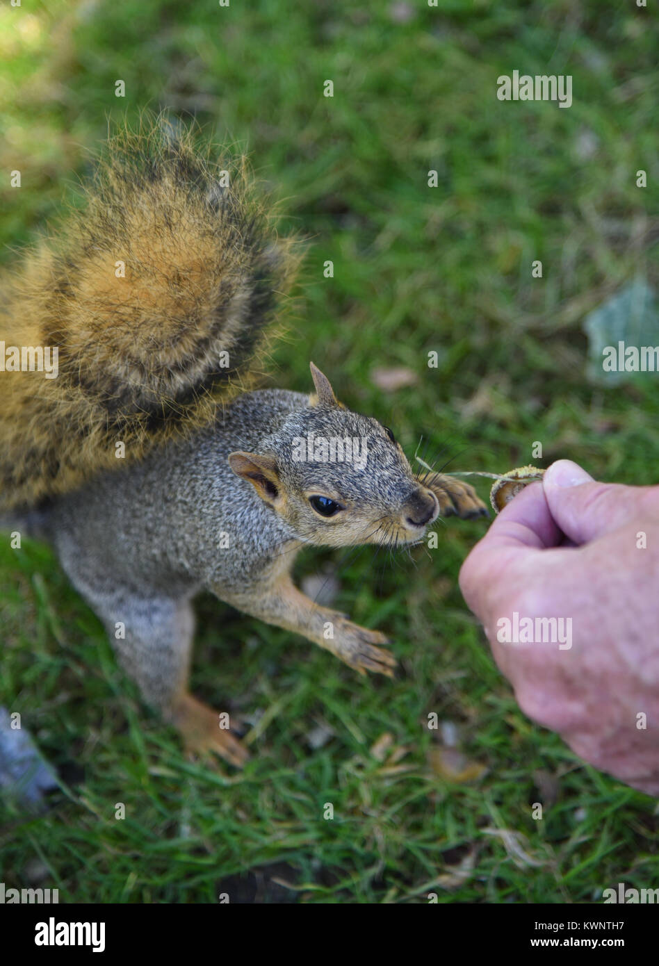 Cute friendly bushy tailed squirrel taking an acorn as food from a mans hand in an outdoor park on green grass Stock Photo