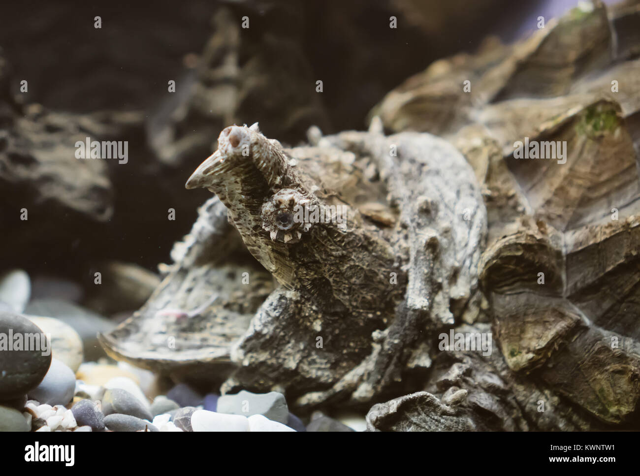 Alligator snapping turtle in the zoo. Macrochelys temminckii. Stock Photo