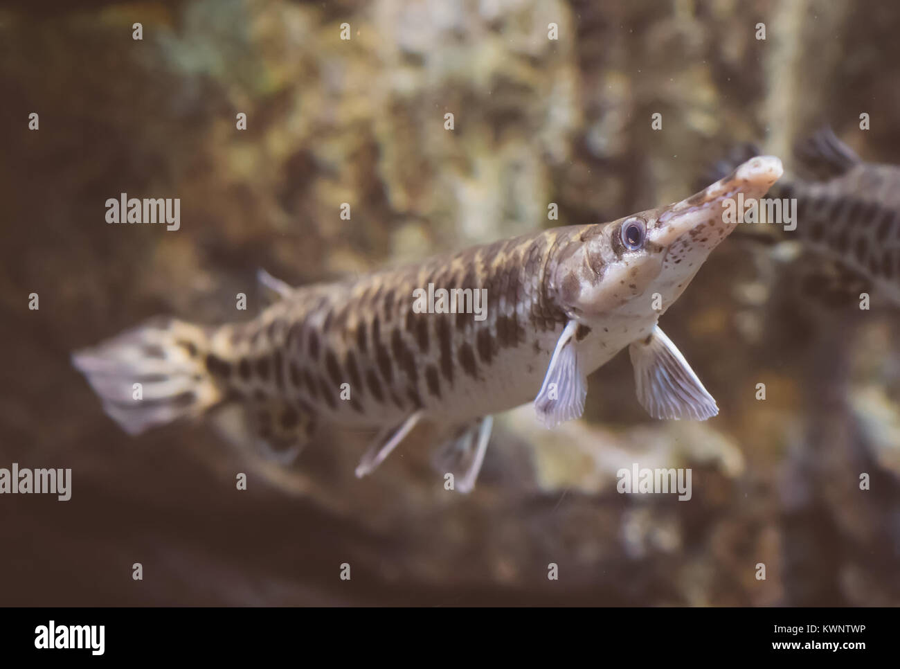 Duckbill catfish in the zoo. Lepisosteus platyrhincus. Stock Photo