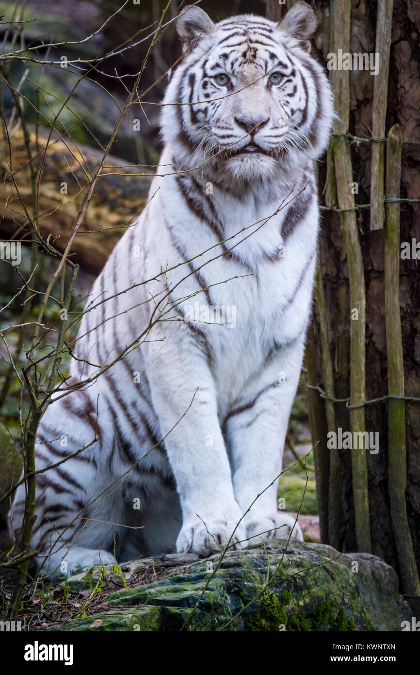 Bengal White tiger Stock Photo