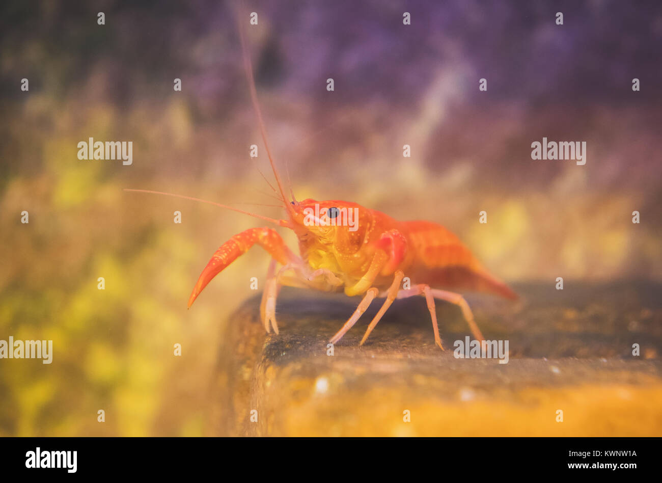 Small crustacean on the bottom of the sea. Stock Photo