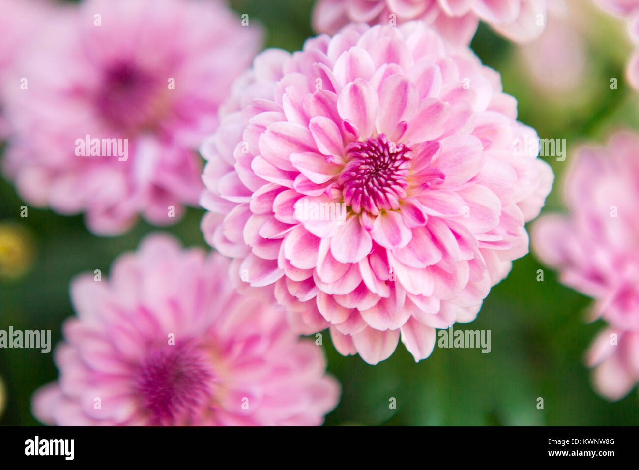 Pink chrysanthemum flowers up close Stock Photo