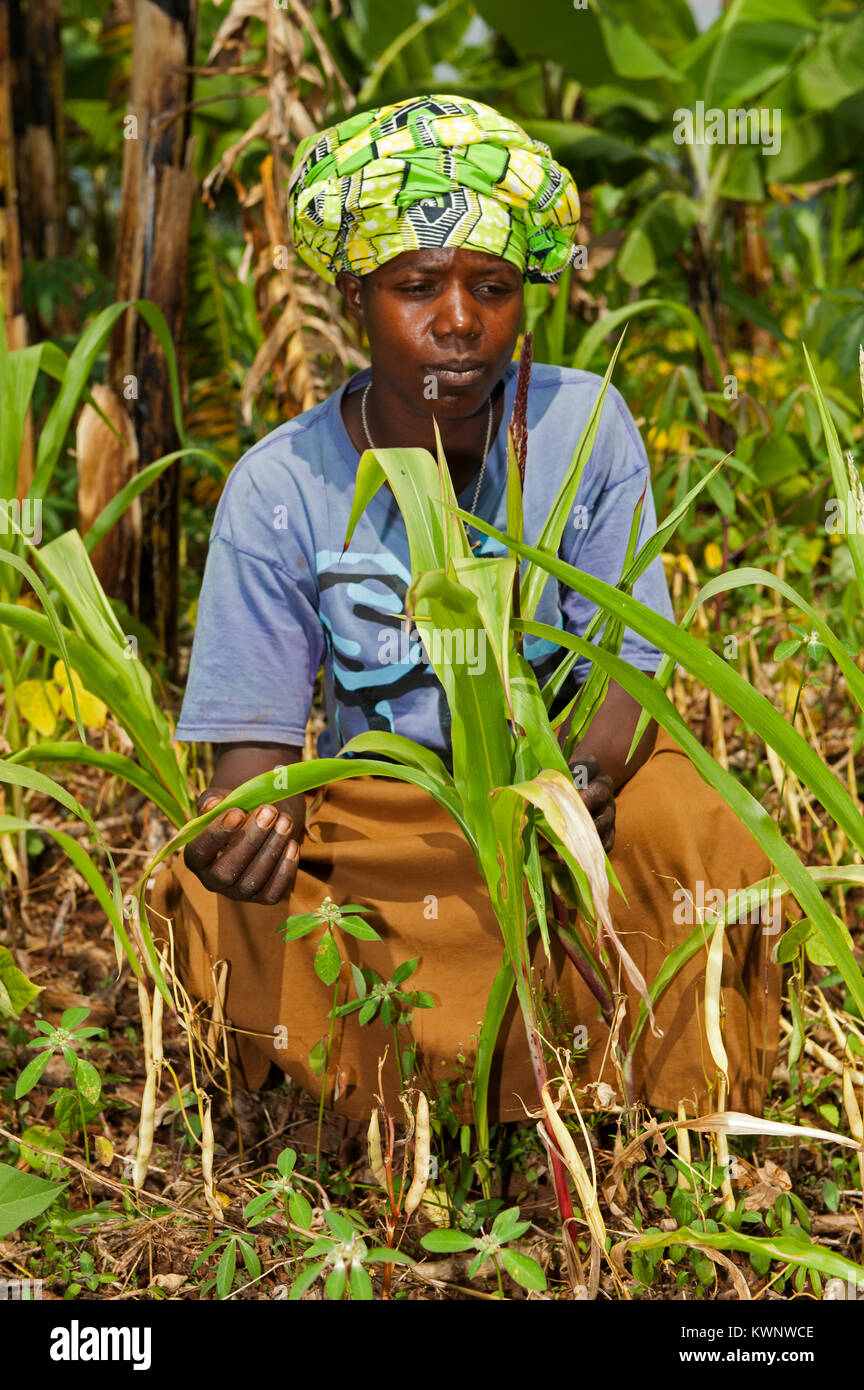 Agricultural expert discussing with farming family their maize crop and how to improve it. Rwanda Stock Photo