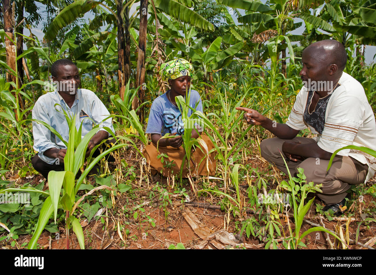 Agricultural expert discussing with farming family their maize crop and how to improve it. Rwanda Stock Photo
