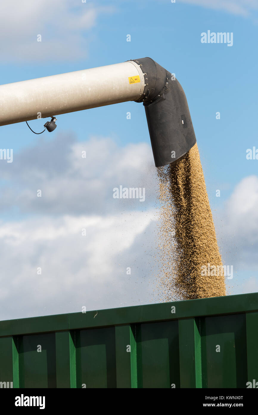 Grain coming out of a combine shoot into a waiting trailer. North Yorkshire, UK. Stock Photo