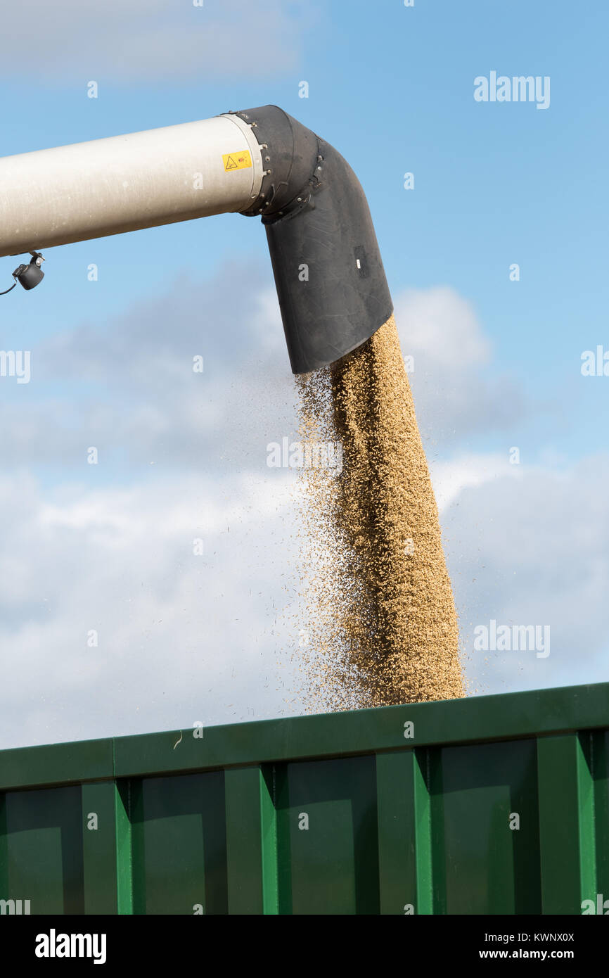 Grain coming out of a combine shoot into a waiting trailer. North Yorkshire, UK. Stock Photo