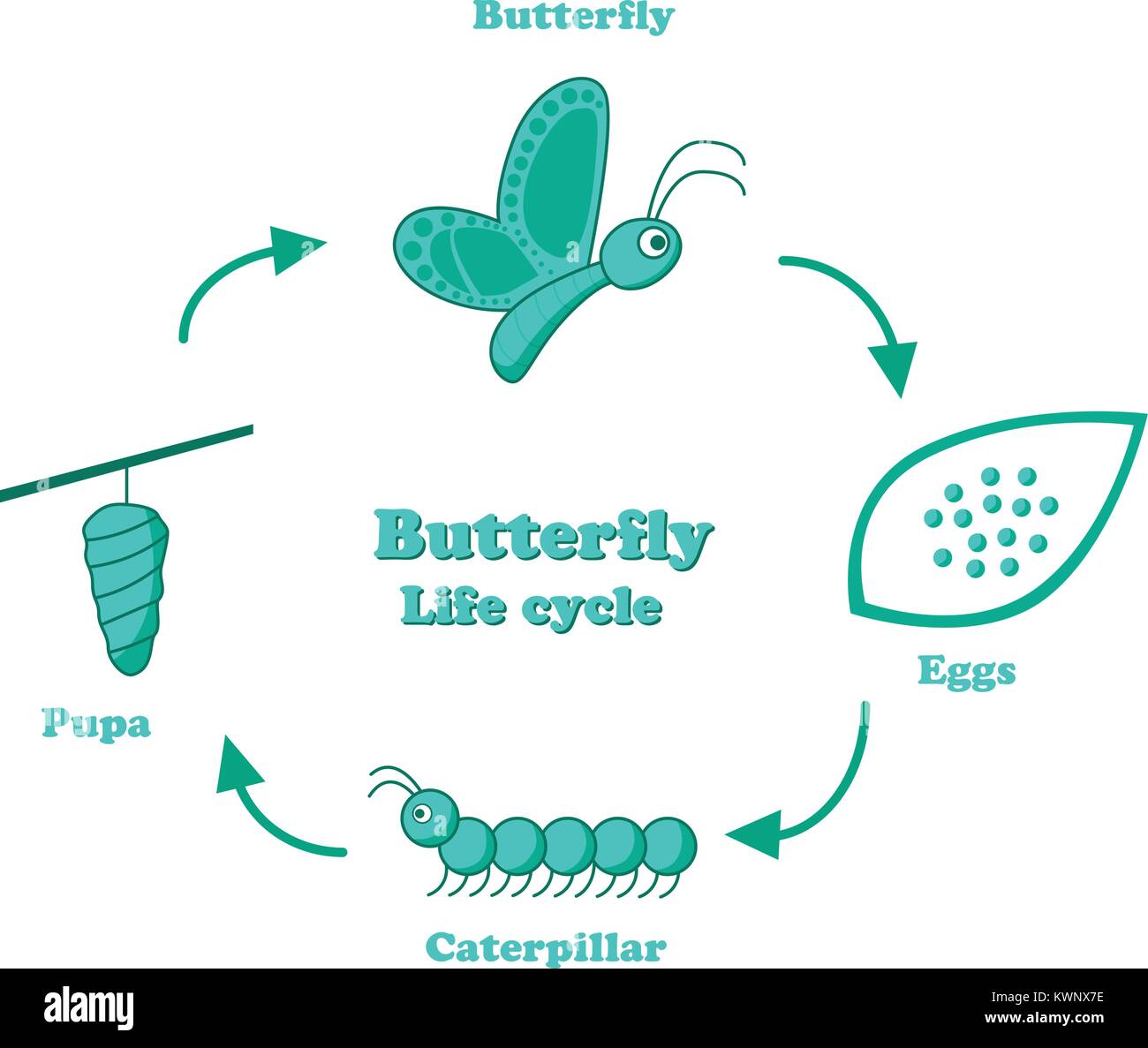Butterfly life cycle in monochrome style, vector design Stock Vector
