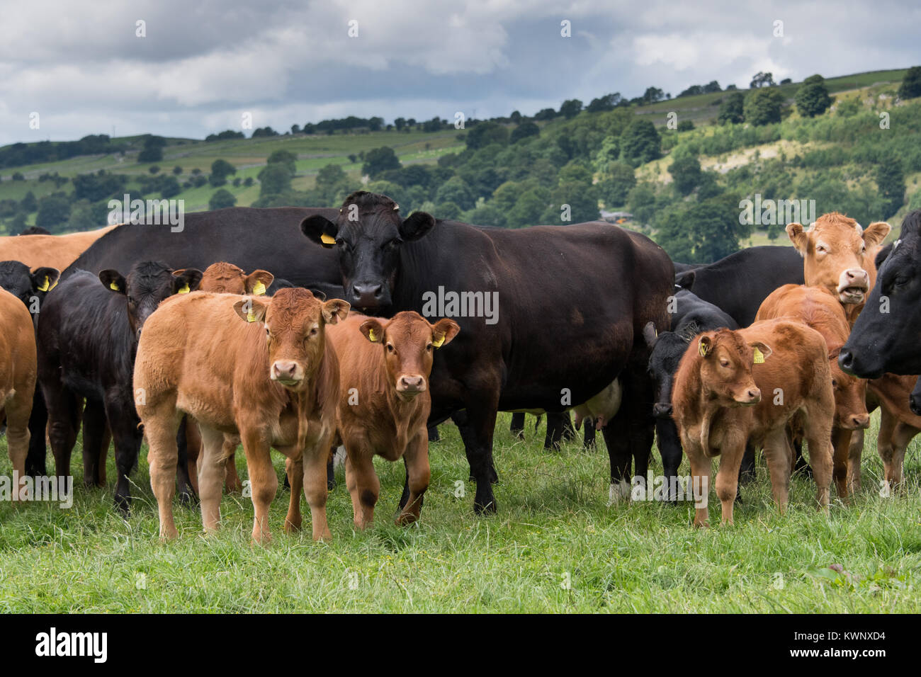 Herd of commercial beef suckler cattle with Limousin sired calves in the Yorkshire Dales, UK. Stock Photo