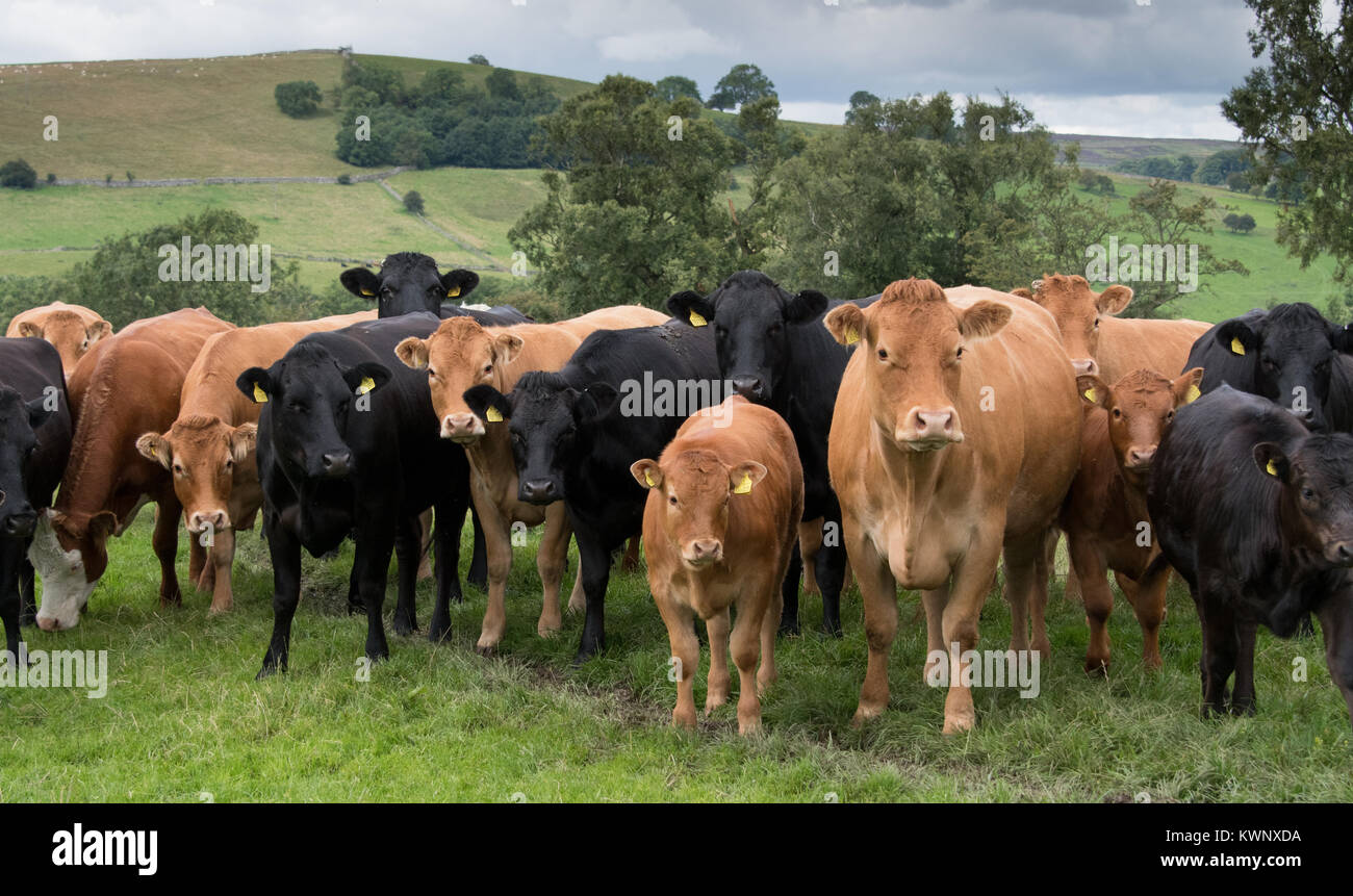 Herd of commercial beef suckler cattle with Limousin sired calves in the Yorkshire Dales, UK. Stock Photo