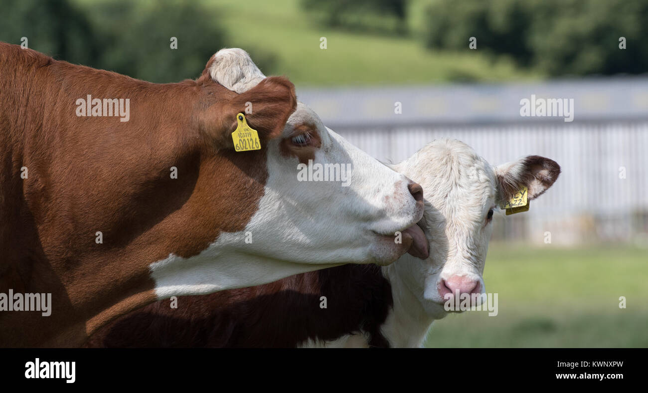 Cow licking calf hires stock photography and images Alamy