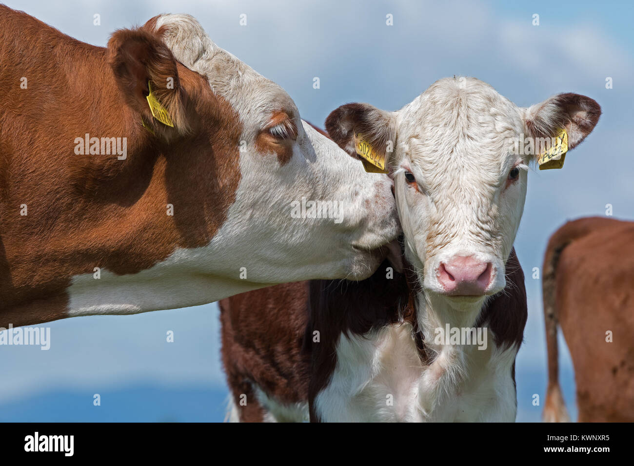 Hereford cow licking calf. Cumbria, UK Stock Photo - Alamy