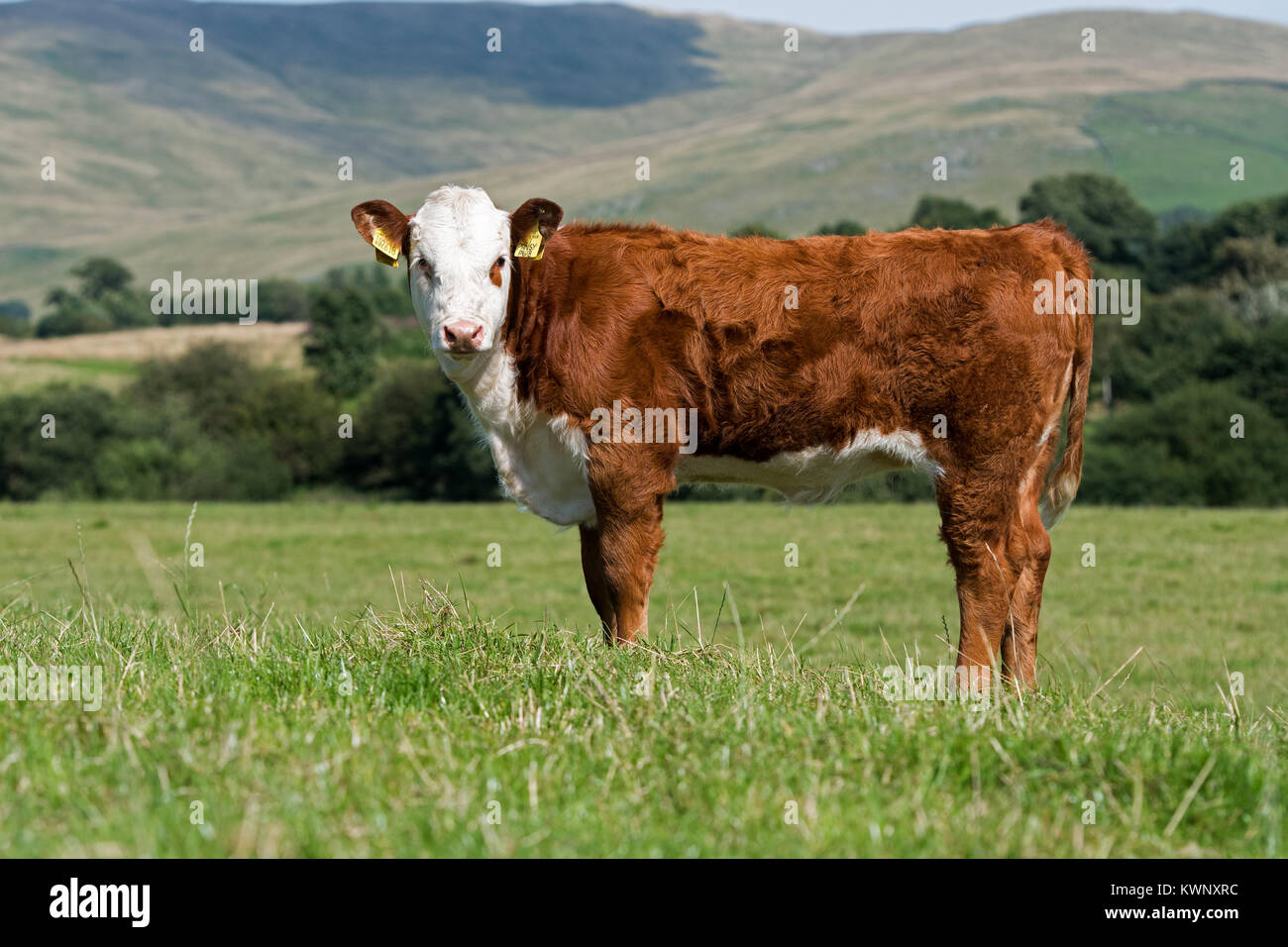 Young Hereford calf in upland pasture, Cumbria, UK Stock Photo - Alamy