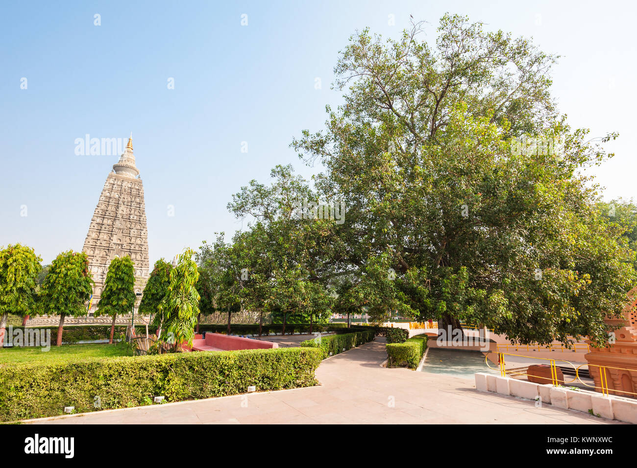 The Bodhi Tree is a large and very old sacred fig tree located in Bodh Gaya, India, under which Siddhartha Gautama Buddha is said to have attained enl Stock Photo