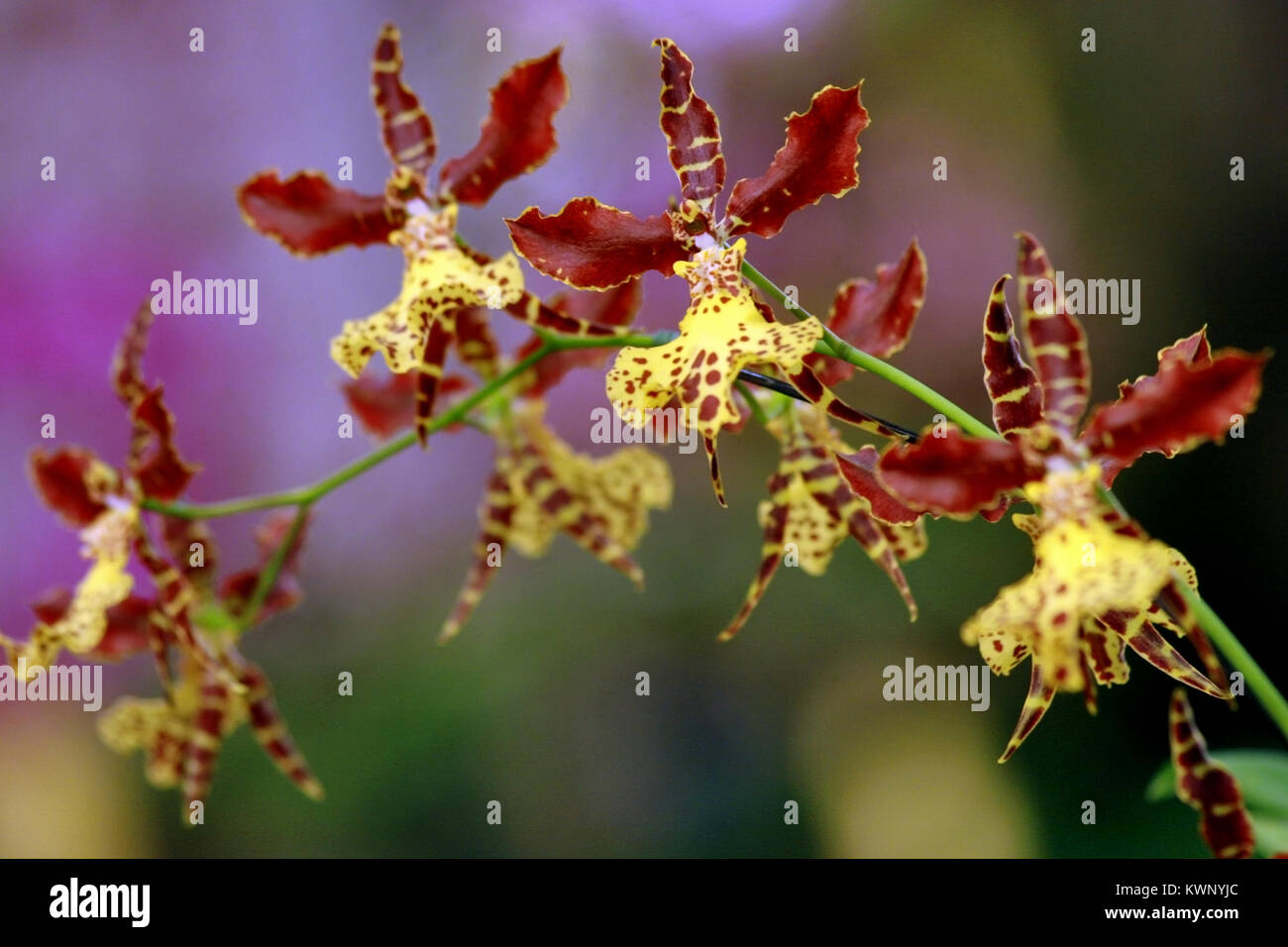 Red and yellow Odontoglossum orchid. Stock Photo