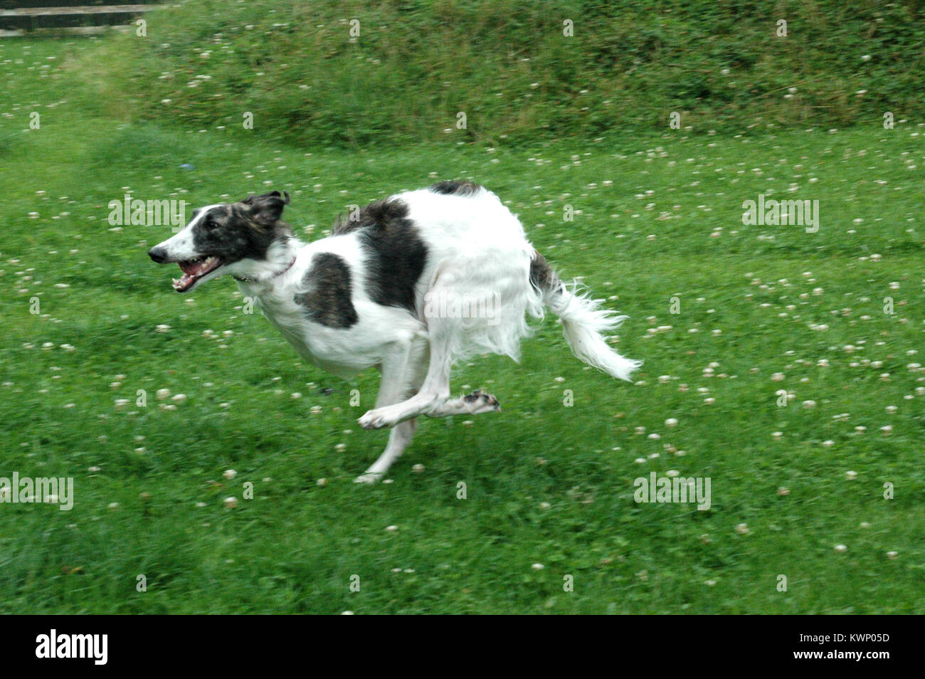Black Anrd White Borszoi Dog At Full Speed Over A Lawn Stock Photo