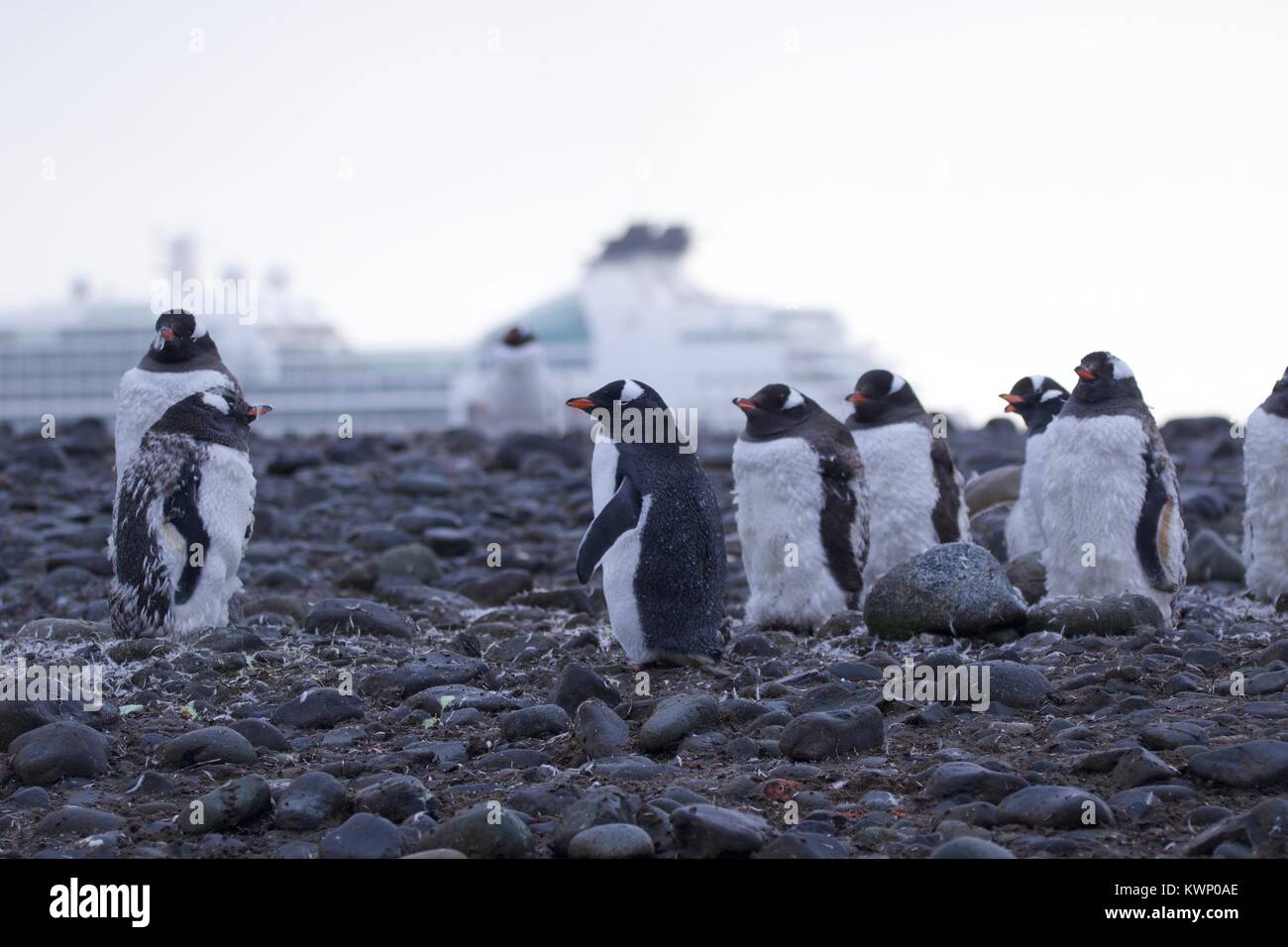 Penguins photographed during a 2 month tour of the various islands of antartica 2017 Stock Photo