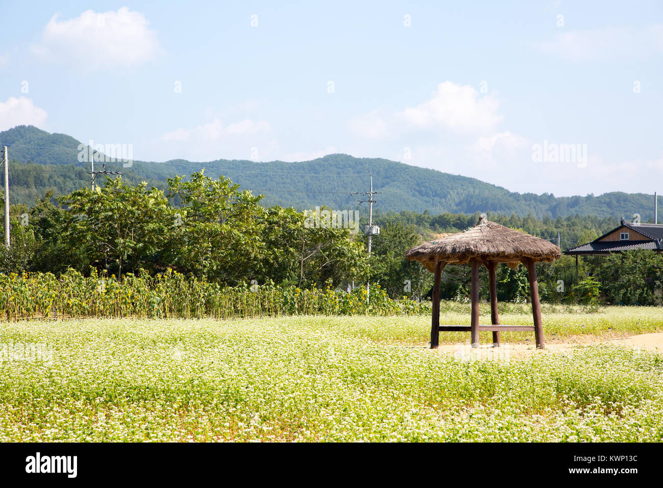 RF photo flower festival, buckwheat flower, cosmos, sunflower, blue