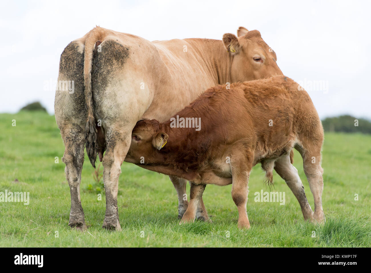 Limousin cow with calf drinking milk from its udder. Cumbria, UK Stock