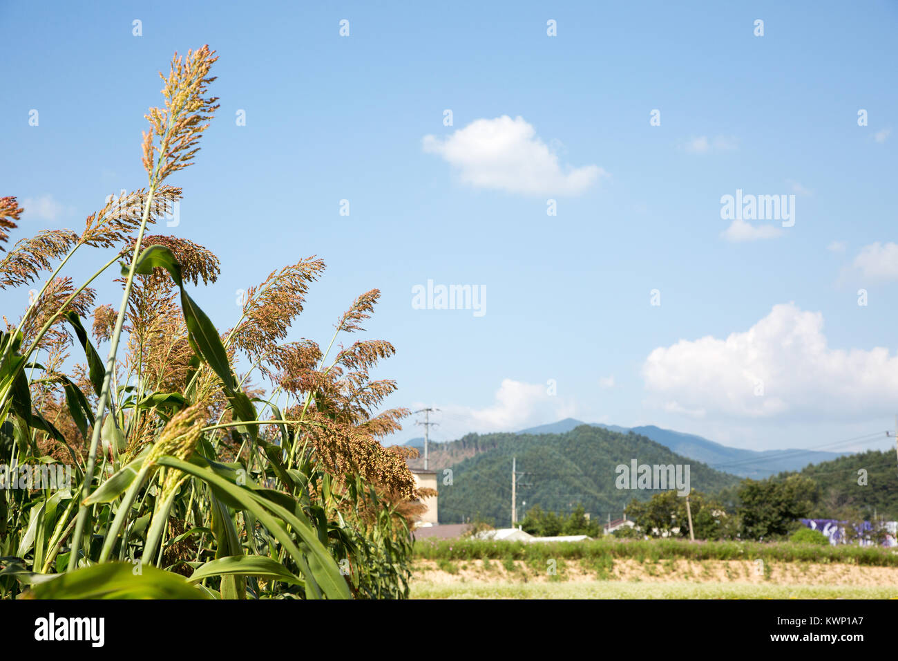 RF photo flower festival, buckwheat flower, cosmos, sunflower, blue