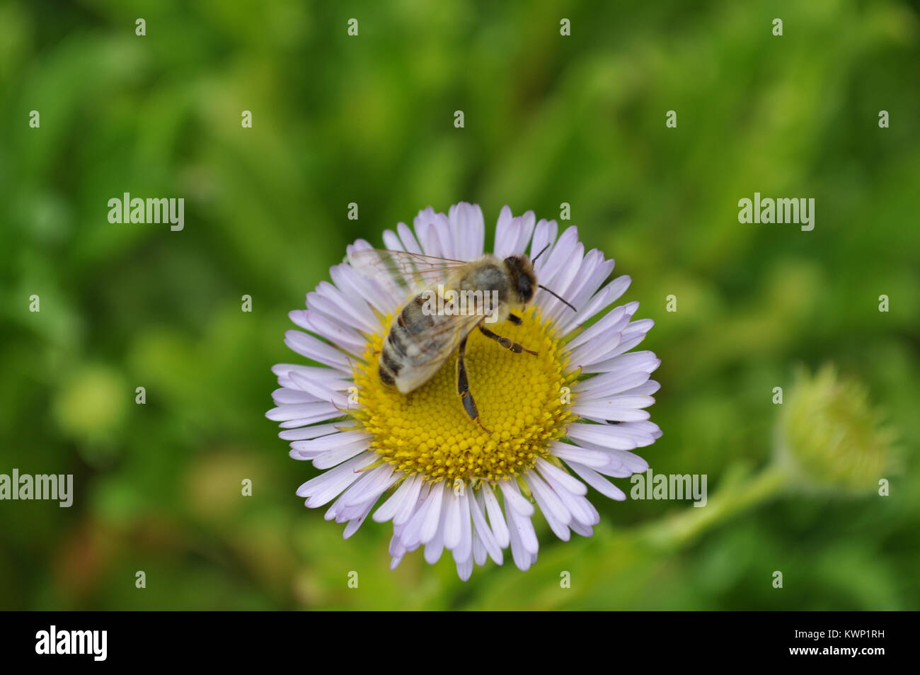 Honey Bee Collecting Nectar on a Daisy Stock Photo