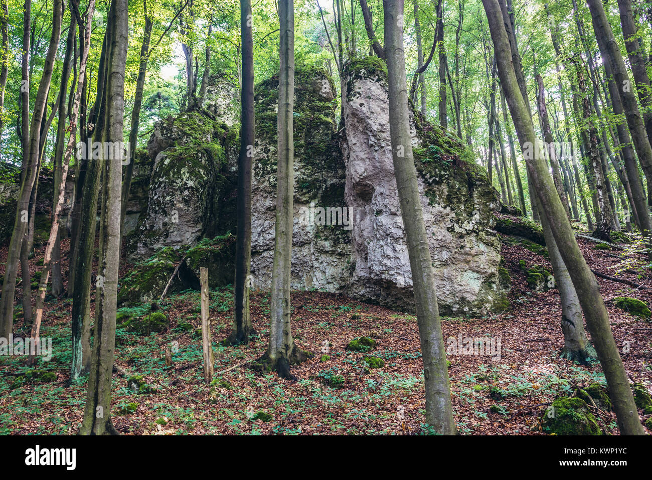 Limestone rocks in Nature Reserve Sokole Gory (Falcon Mountains