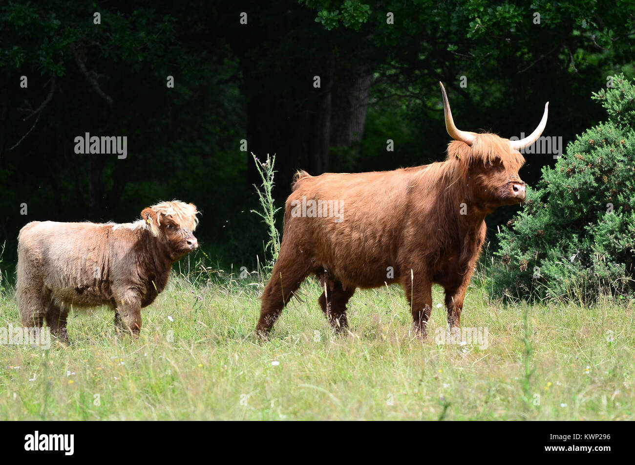 Highland cow and calf Stock Photo - Alamy