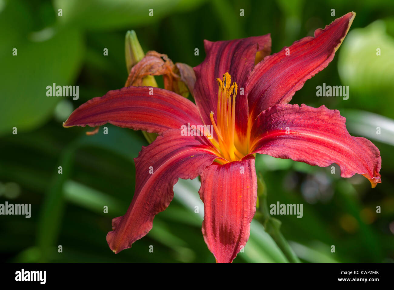 Red King Daylily Stock Photo