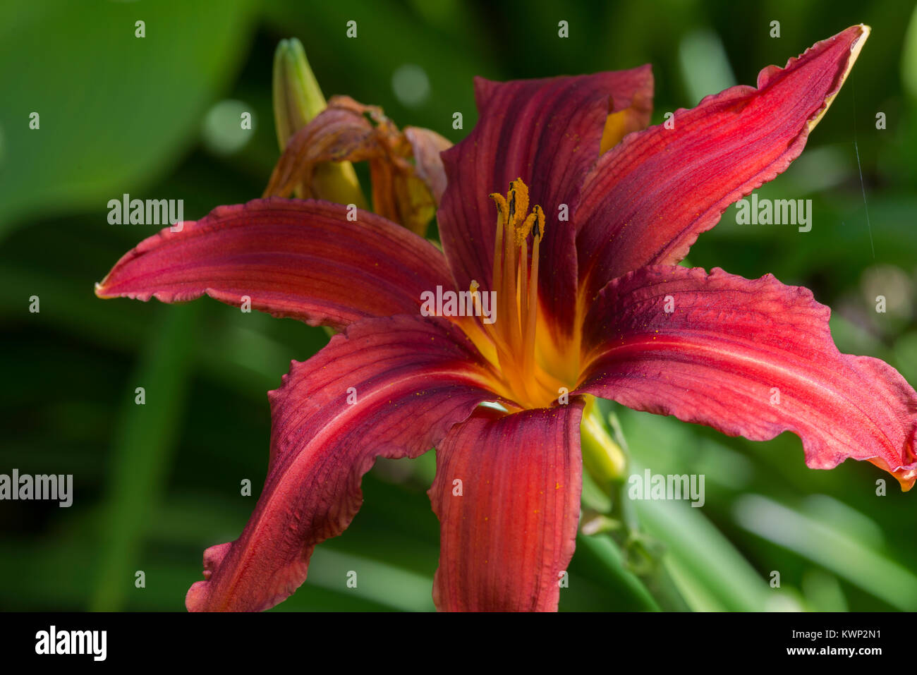 Red King Daylily Stock Photo