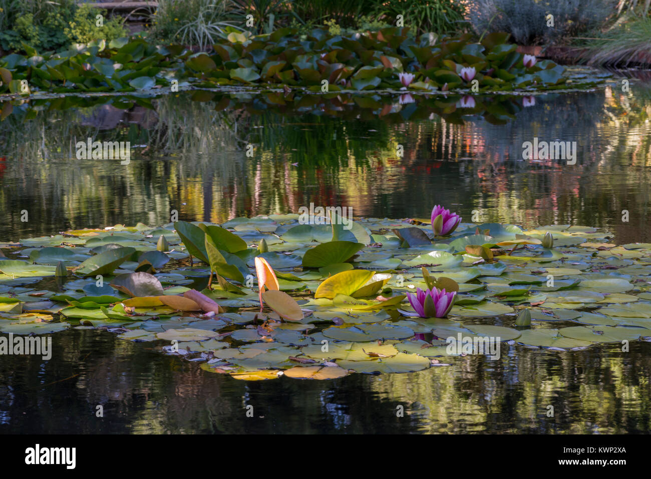 Water Lilies and Reflections Stock Photo