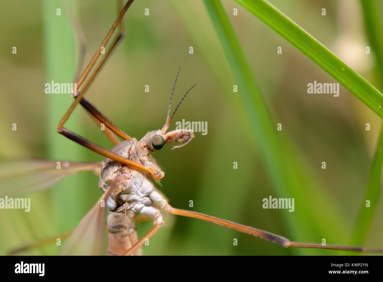Close up view of Common European Crane fly / Daddy long legs (Tipula paludosa) recently emerged and resting on grass blades in water meadow, UK. Stock Photo
