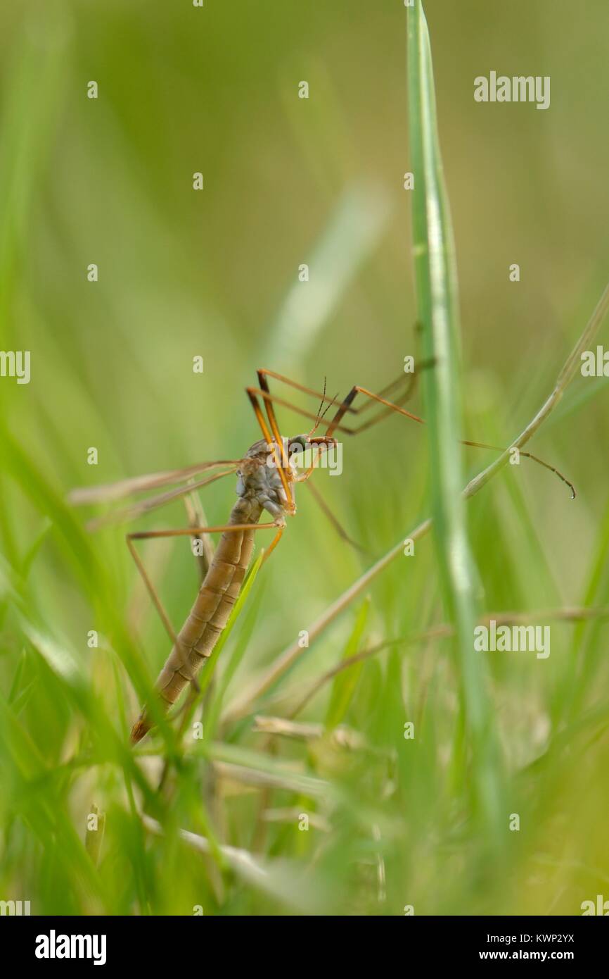 Crane Fly (Diptera family) often called a Daddy Long Legs, underside view  as it 'perches' on the glass of a patio door Stock Photo - Alamy